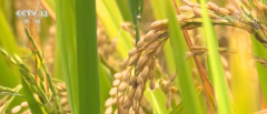 农业农村部：南方早稻丰收已成定局 2021年增产趋势明显