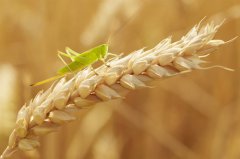 我国小麦抗白粉病育种取得重要进展 可实现既抗白粉病又高产