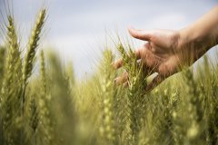 第十八届粮食产销协作福建洽谈会将于6月18日在福州开幕