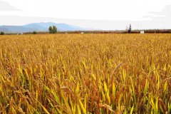 山东德州打赢“吨半粮”创建开局战 小麦亩产达到839.2公斤