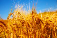 我国已牵头制定小麦等四项粮食国际标准
