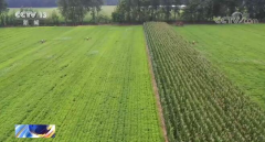 中华全国供销合作总社:已在保障粮食生产和粮食安全方面取得新进展