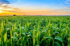 湖北省农产品质量安全形势持续向好 前8个月开具129万张农产品合格证