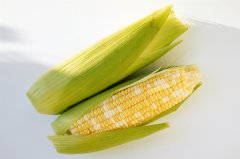山东高唐引进科技促玉米增产增收