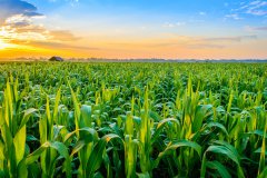 到2025年 粮食全产业链各环节节粮减损举措硬化实化细化