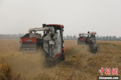江苏推介“泗阳籼米”农产品区域公用品牌 促进粮食产业高质量发展