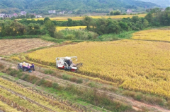 江西乐安建设3.5万亩高标准农田 机械化生产和标准化管理助力粮食安全