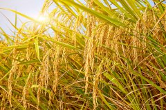 上海横沙乡首批4300亩“两无化”水稻迎丰收