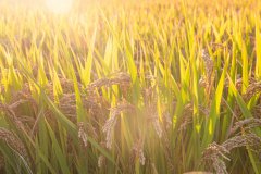 国家粮食和物资储备局:我国全链条节粮减损取得阶段性成效