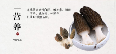 云南曲靖马鸣乡:羊肚菌撑起群众“致富伞”