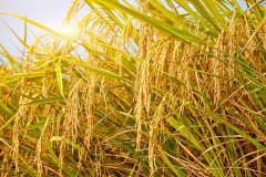 全国政协委员李成贵:毫不放松确保粮食产量稳定