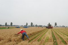 陕西西安:2022年粮食播种面积任务为386.2万亩