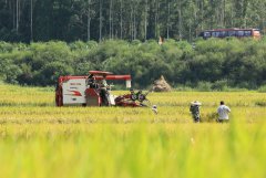 湖南：扛稳粮食安全重任 一季度农业生产起势良好