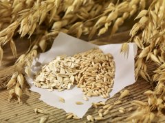 芒种节气“忙着种” 南疆冬小麦即将从田间走向餐桌