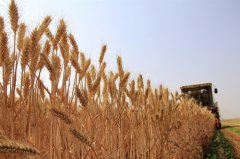 河南省农业农村厅:全省麦收基本结束