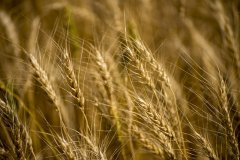 山西翼城县以小麦亩产855.13公斤刷新全省小麦亩产高产纪录