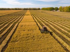 湖北2022年小麦质量、产量双高 已做好夏粮收购服务