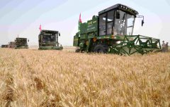 青海17万亩冬小麦开镰收割 预计全省总产793万公斤以上