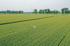 河南：端稳“饭碗” 守牢底线 保障国家粮食安全